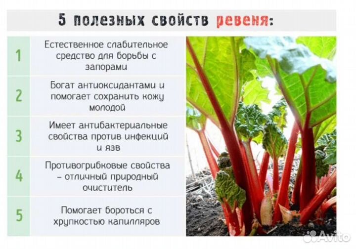 Ревень куст