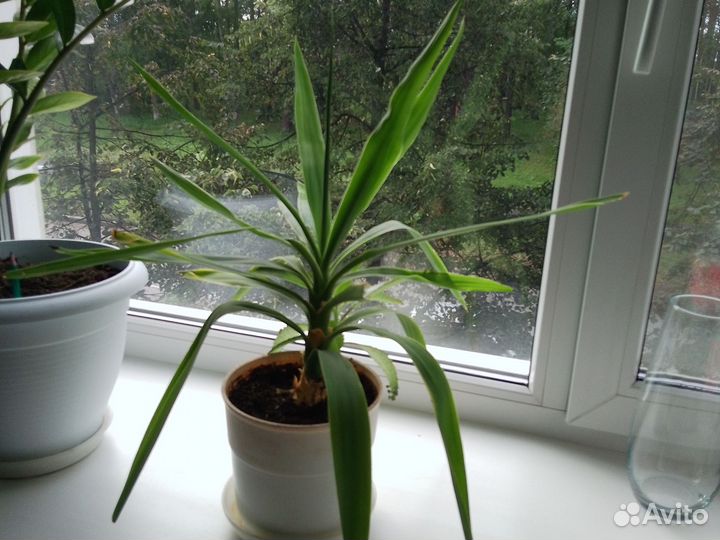 Комнатный цветок пальма юкка