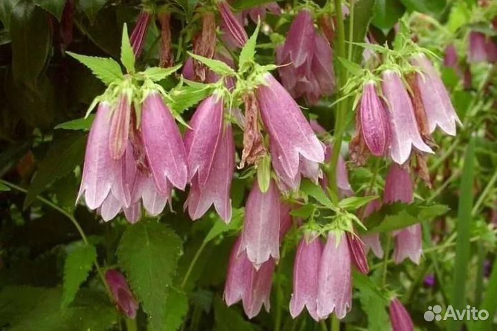 Колокольчики