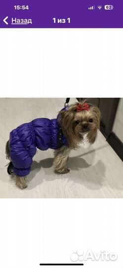 Одежда для маленьких собак