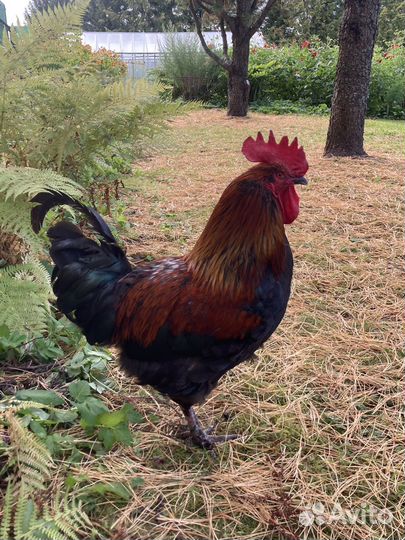 Петушок и четыре курочки-семья