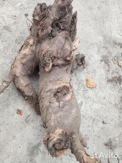 Растение Молочай ядовитый (мужик-корень