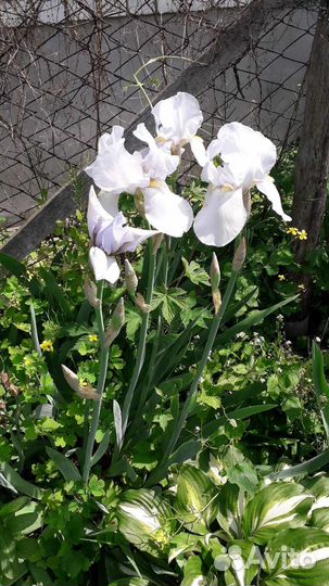 Ирисы бородатые