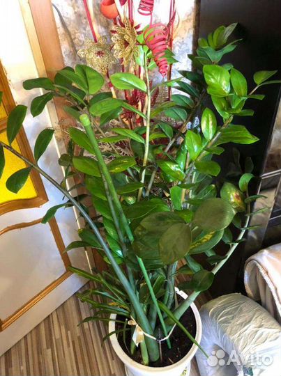 Замиокулькас долларовое дерево