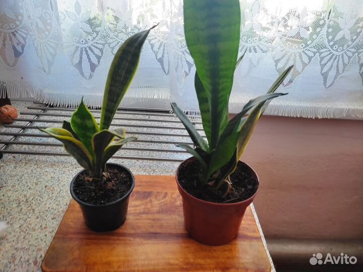 Продаю цветы