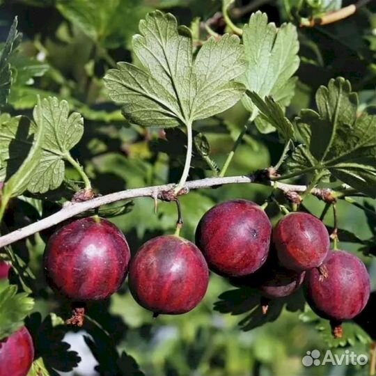 Саженцы крыжовника Колобок