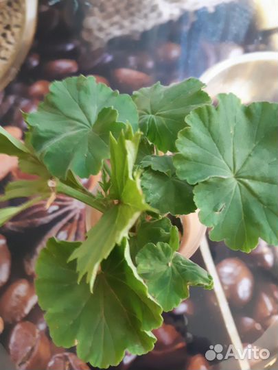 Герань пеларгония белая и красная