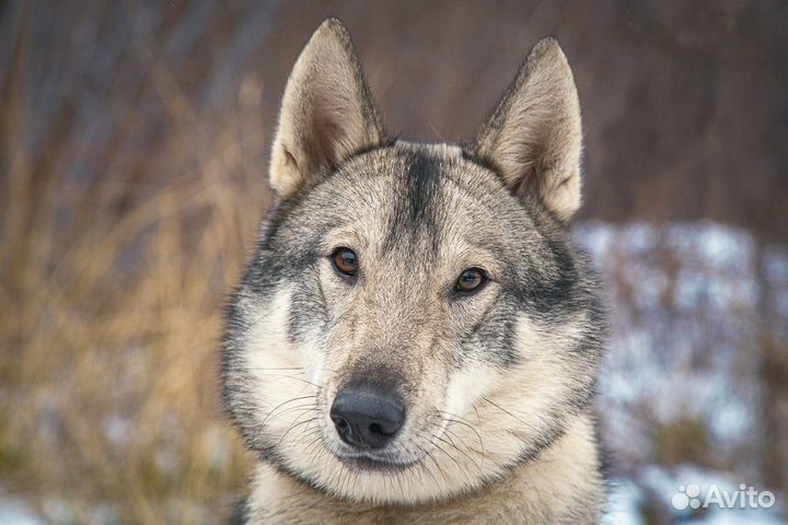 Дружелюбная собака Рея в добрые руки