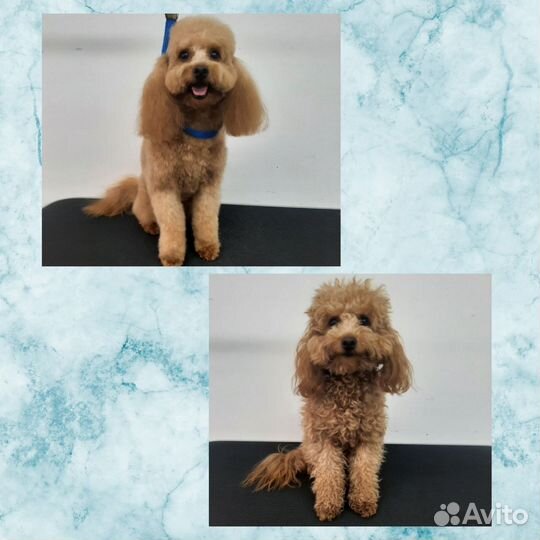 Груминг/Стрижка собак/Стрижка кошек