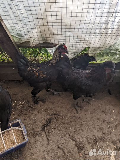 Породистые куры