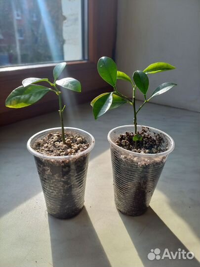 Каламондин привитый (мандариновое дерево)