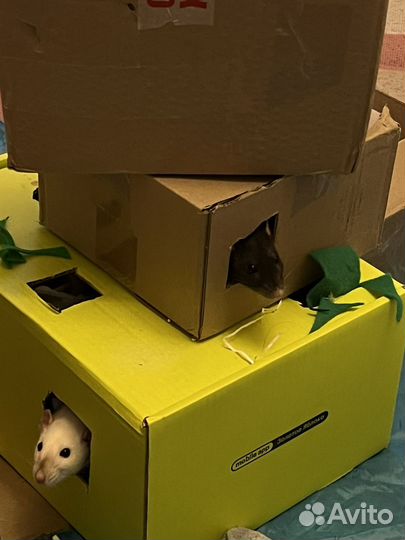 Крысы дамбо с клеткой