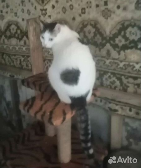 Приютский кот Снежок мечтает о доме