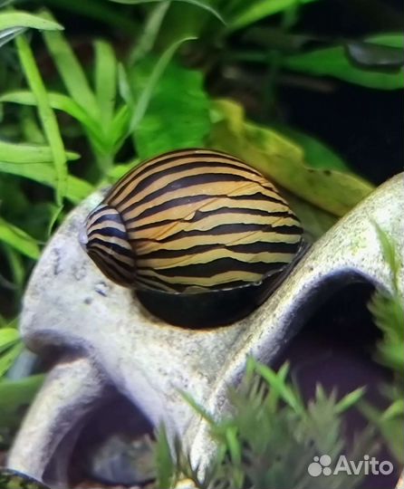 Улитка неретина