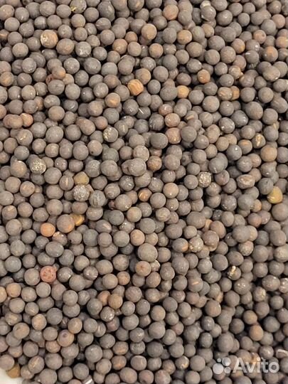 Сидерат Вика