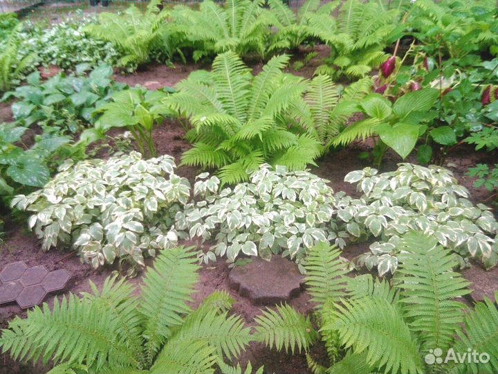 Растения для сада