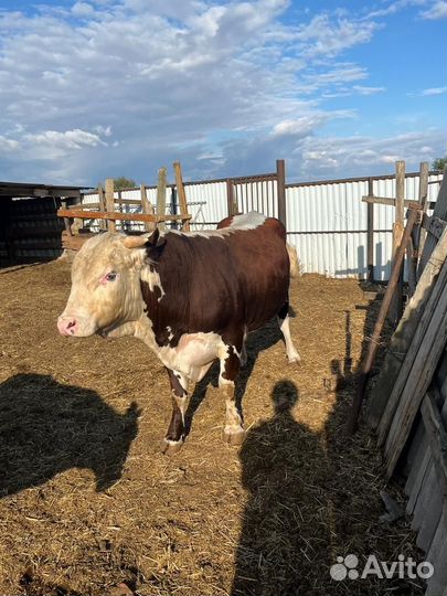 Белоголовый