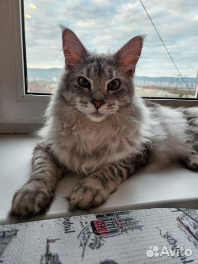 Кошечка мейн кун