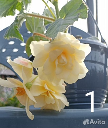 Бегония-Белликония