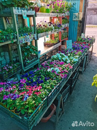 Рассада овощей и цветов большой выбор