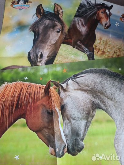 Постеры лошади