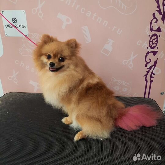 Услуги грумера