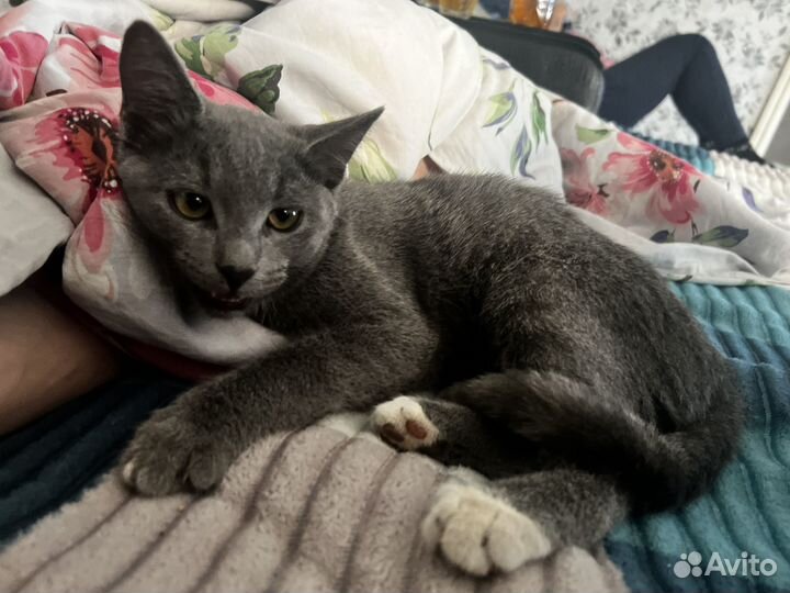 Котята