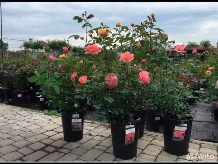 Декорация, розы, хвойные