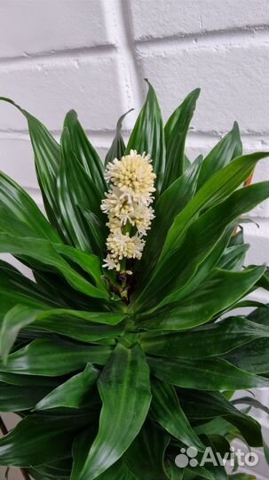 Драцена Фрагранс в керамике