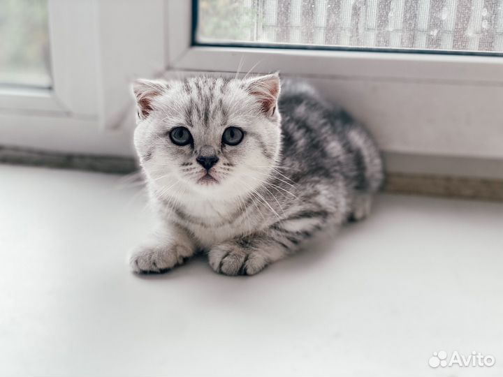 Шотландские котята