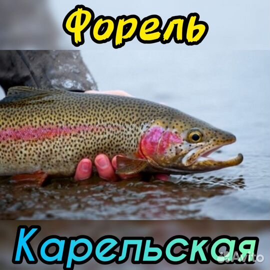 Форель живая