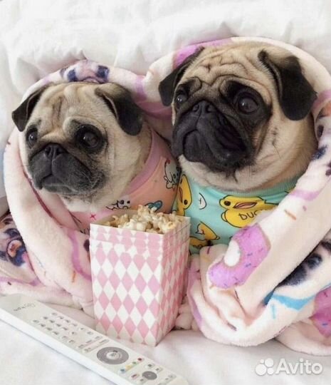 Мопс вязка мальчик