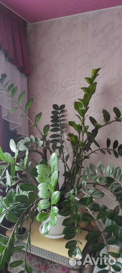 Замиокулькас