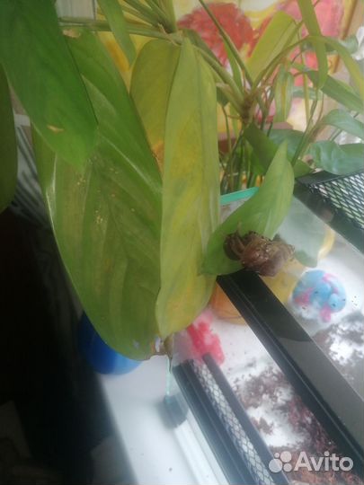 Улитки ахатины