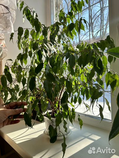 Фикус бенджамина