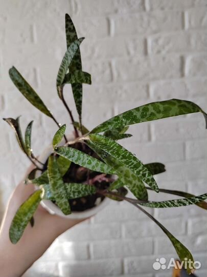 Ледебурия общественная Ledebouria socialis