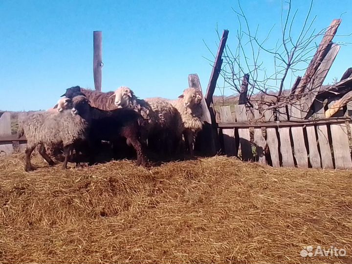 Овцы бараны