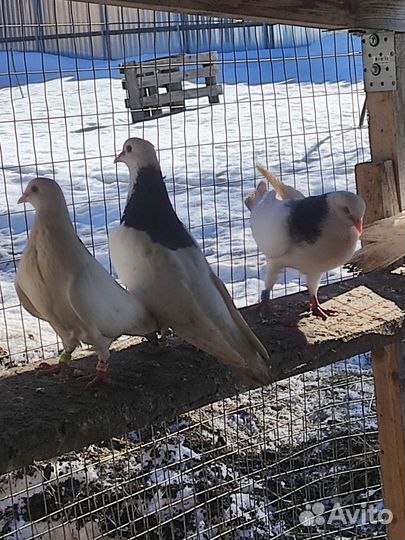 Голуби