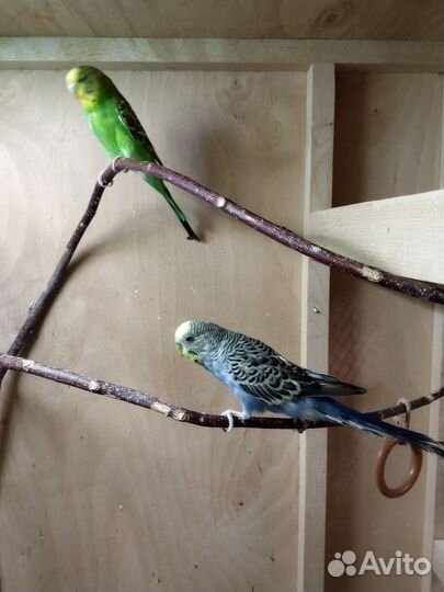 Волнистый попугай