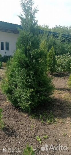 Туи брабант