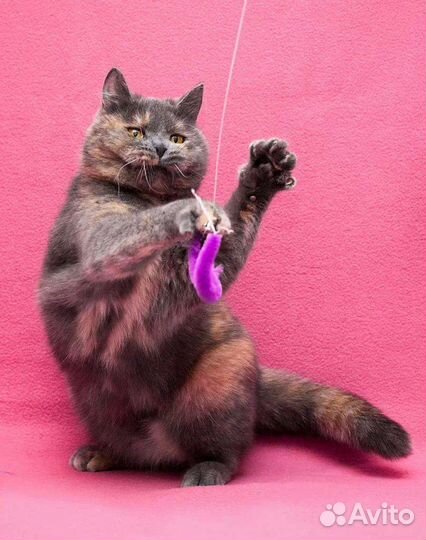 Юная плюшечка кошечка Зита ищет дом