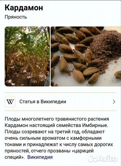 Кардамон растение