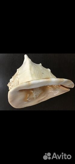 Большая морская ракушка 30 см