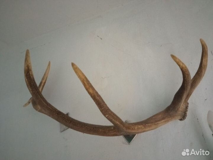 Продам рога оленя