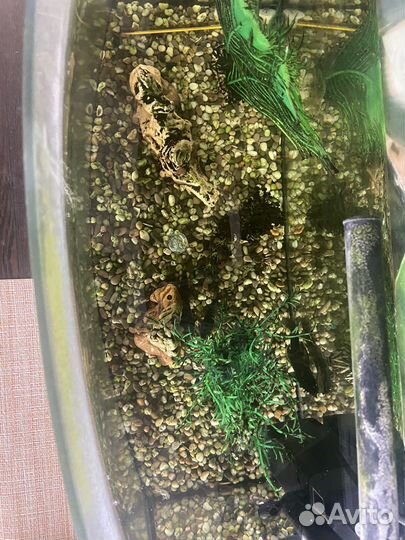 Аквариум с сомами