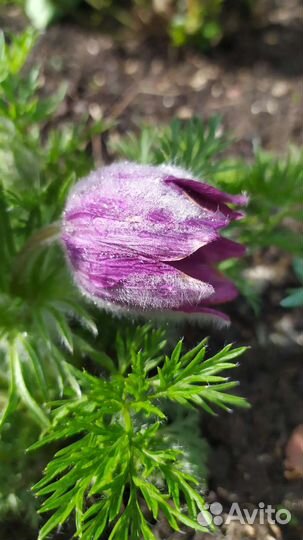 Семена прострела 2023года