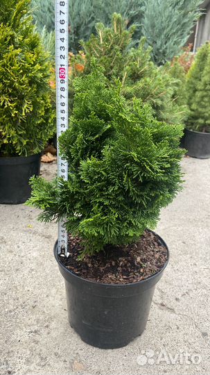 Туя смарагд, Хвойные растения, можжевельник ель