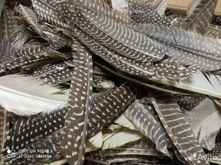 Перья цесарок