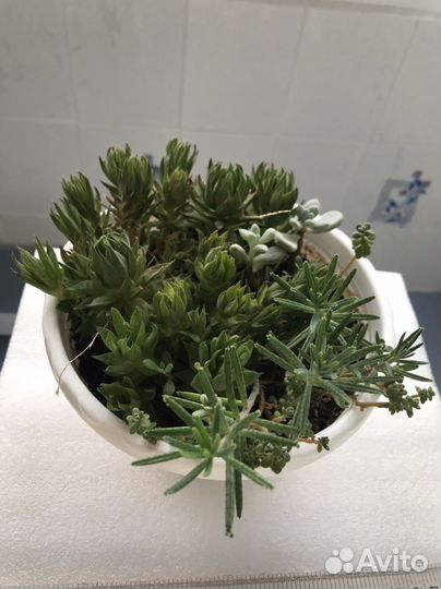 Суккуленты