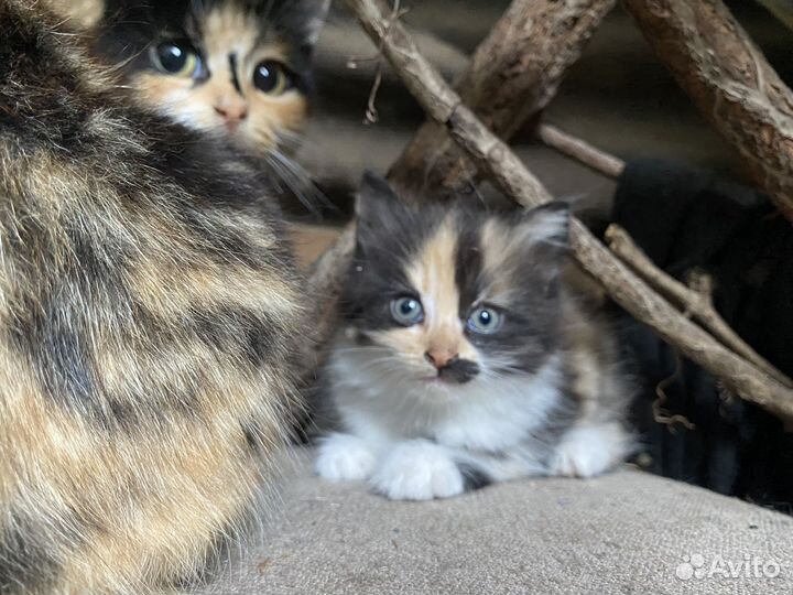 Трехцветный котенок девочка